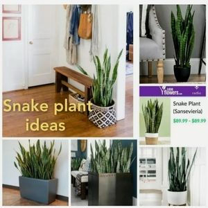 Snake Plant Dracaena Trifasciata 1 Sprouted Starter Plant